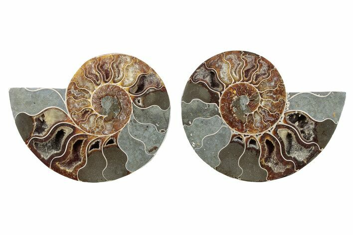 Cut & Polished, Crystal-Filled Ammonite Fossil - Madagascar #282667
